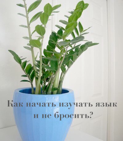 Синий горшок с цветком на фоне белой стены